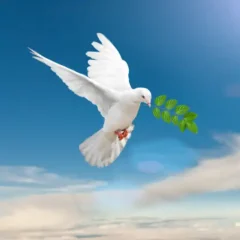 South Burnett Peace of Mind inc Kingaroy